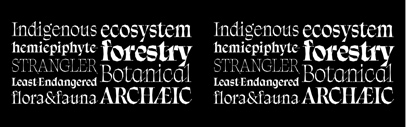 Blaze Type released Balete designed by Jad Maza.