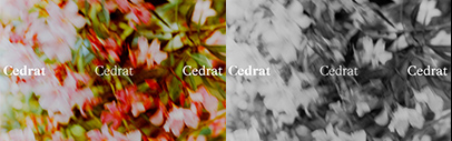 Formagari released Cedrat designed by Emmanuel Besse. It comes in 3 optical sizes&sbquo; each with 12 styles & 6 weights.