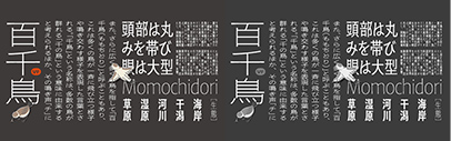 Adobe released 百千鳥 (Momochidori).
