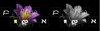 Zed now supports Armenian‚ Cyrillic‚ Georgian‚ Greek‚ and Hebrew.